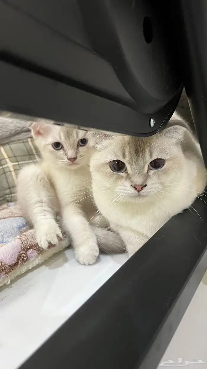 متوفر قطط سكوتش فولد للتبني البيع 9