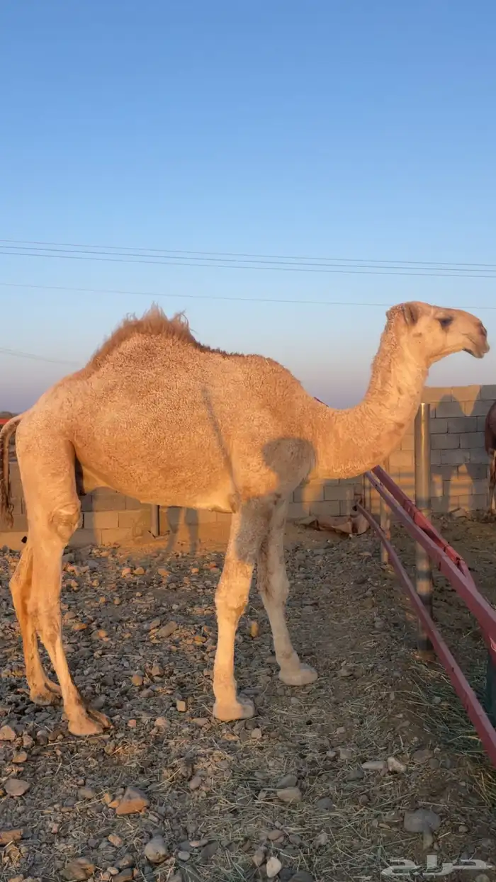 قعود علياني حق 1