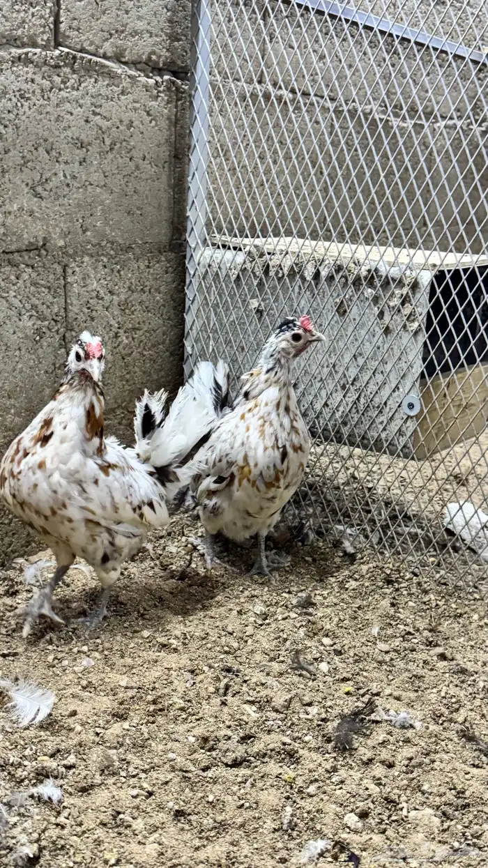 دجاج كويتي حباحب مشكل 5