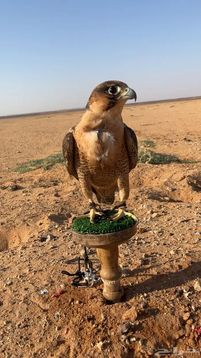 طير شيهانه 0