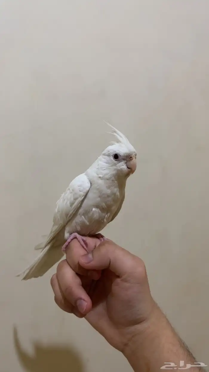 كروان هدد متكلم 3