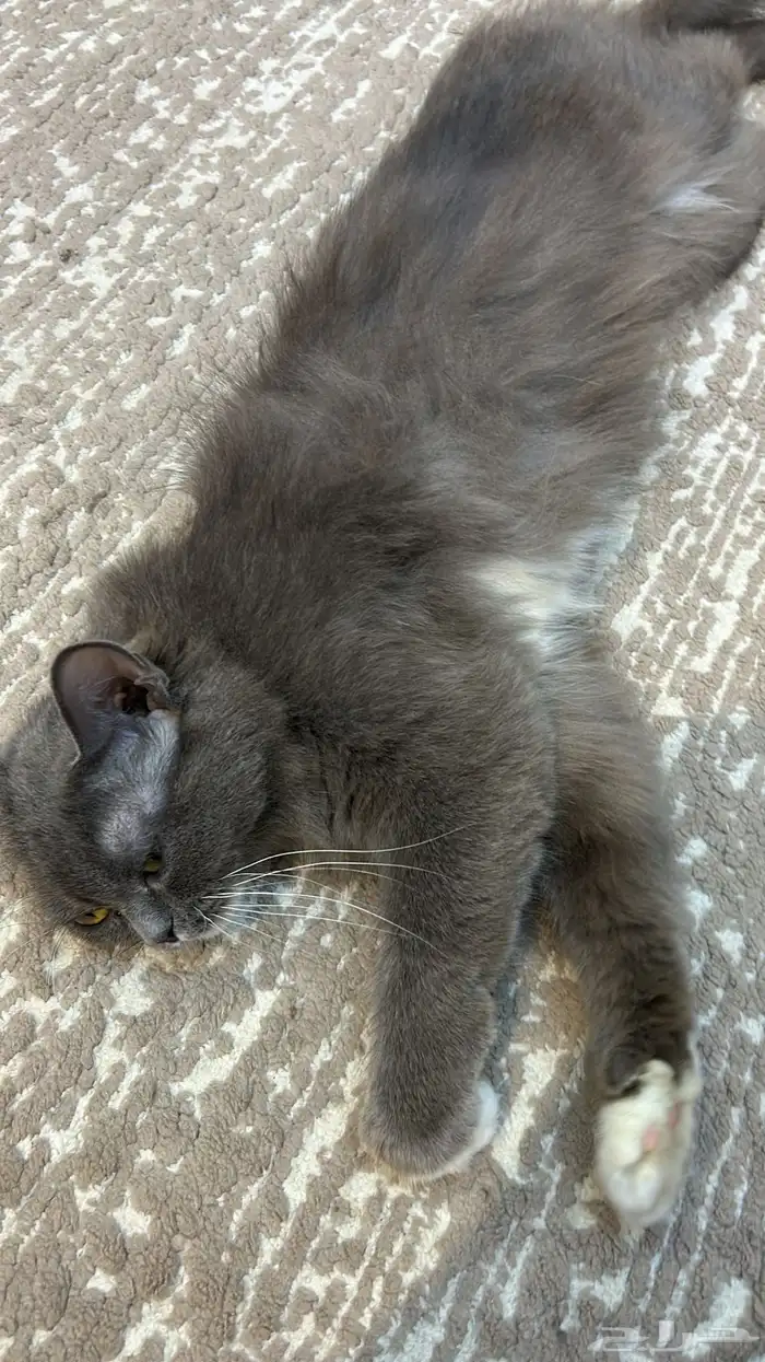 قط هجين شيرازي سكوتش 2