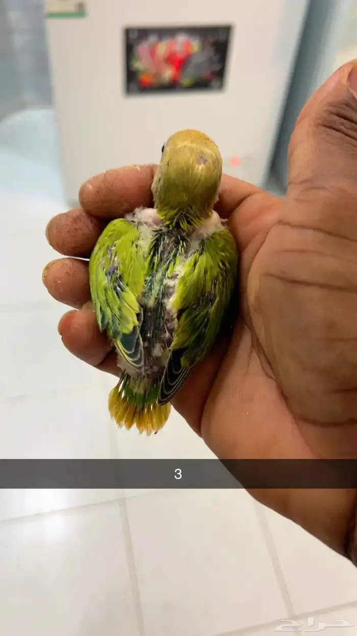 فروخ روز غر 3