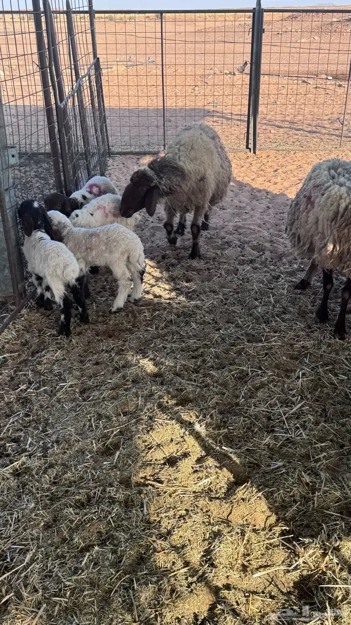 غنم مواليد نعيم 1