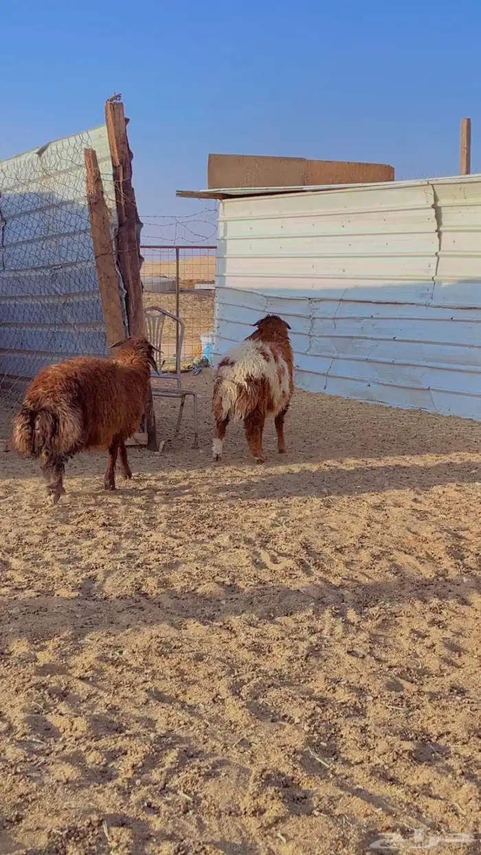 خرفان نعيم طيبه ظهر وطرف فل شحم 5