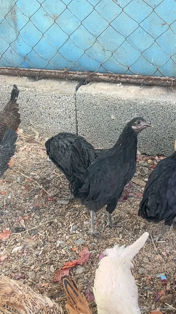 جمد اسود صك علاج ولا مقنوي 1