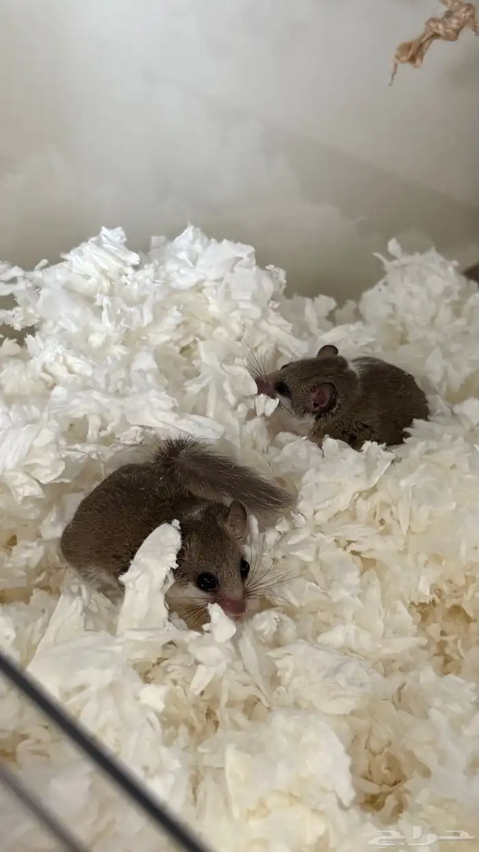 سناجب قزمة 0