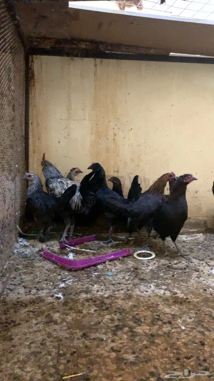 دجاج فيومي 0