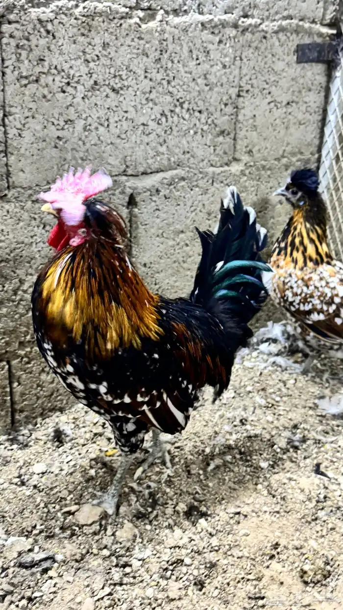 دجاج كويتي حباحب مشكل 55