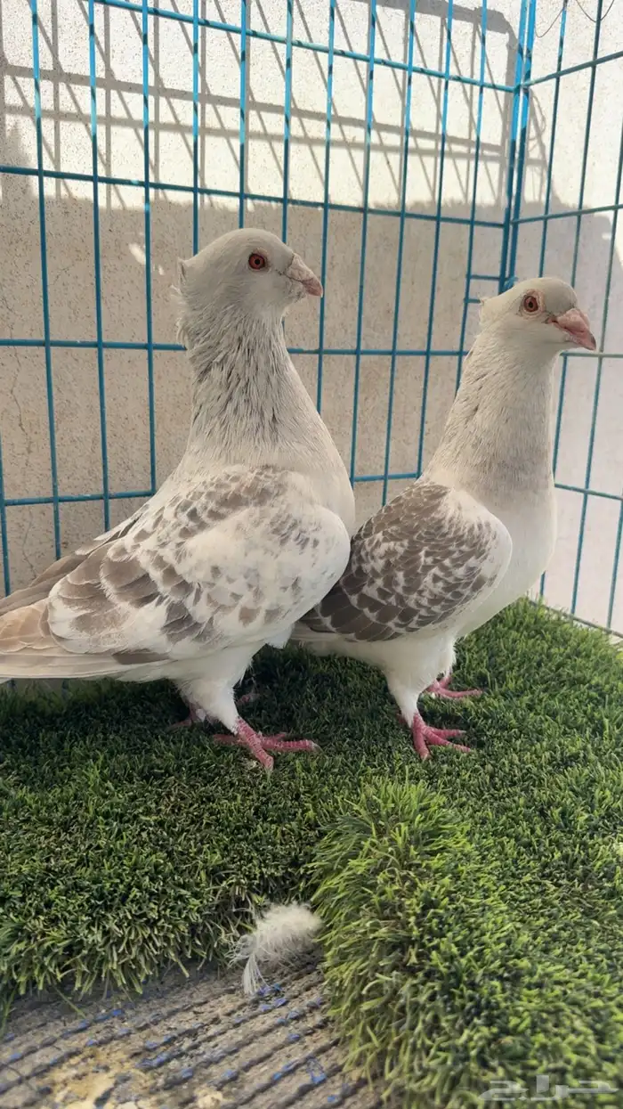 زاجل لافندر شذري منتجين 0