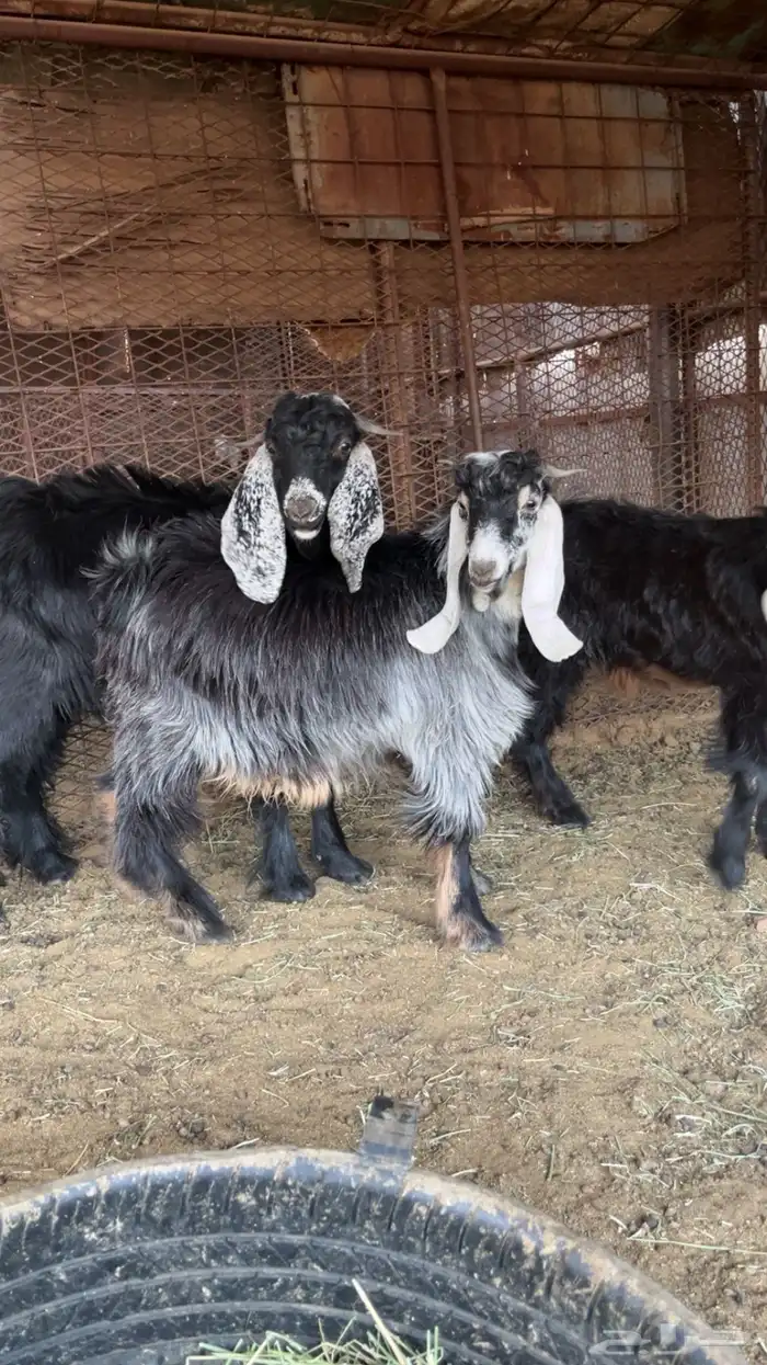 4 تيوس ور خل 2