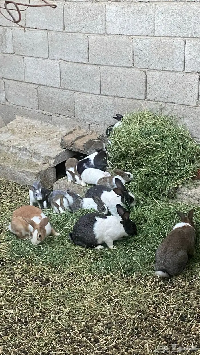 ارانب بلديه وفرنسيه 0