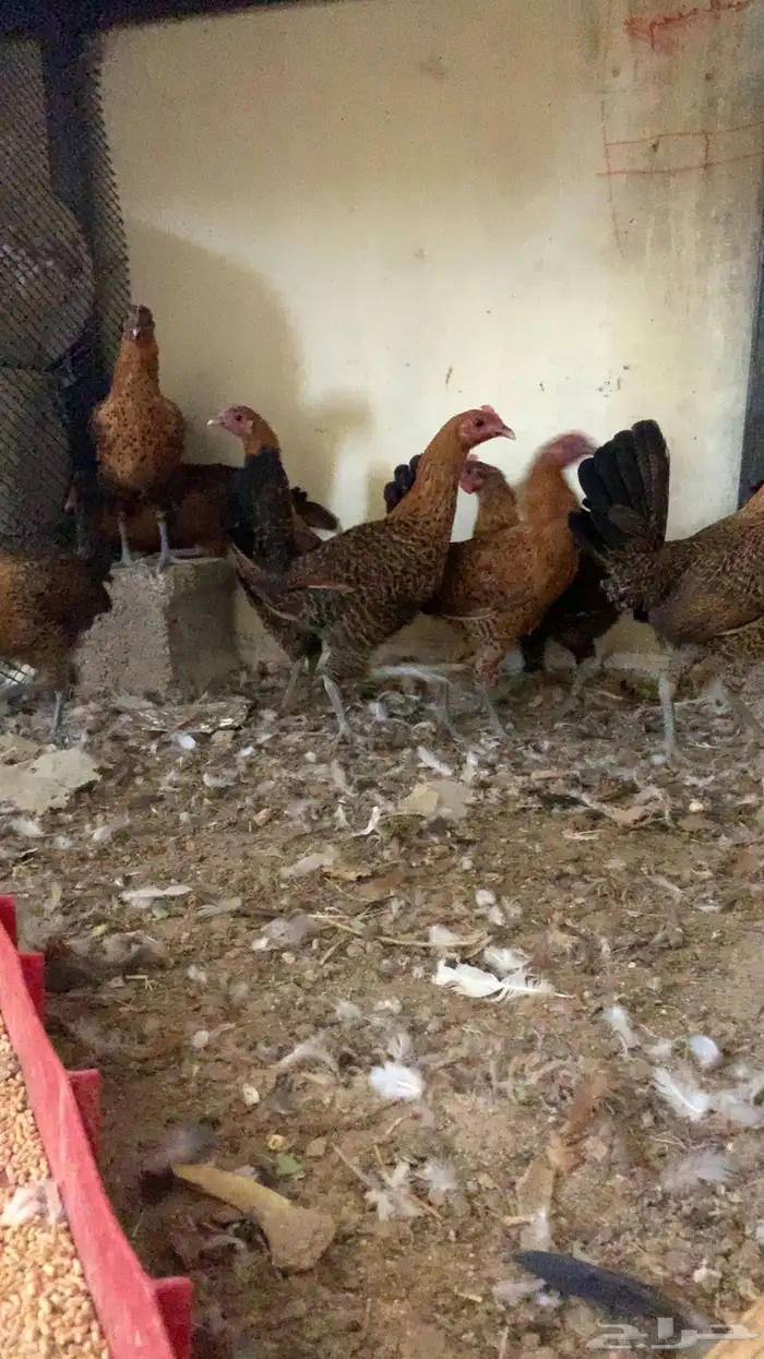 دجاج فيومي 4