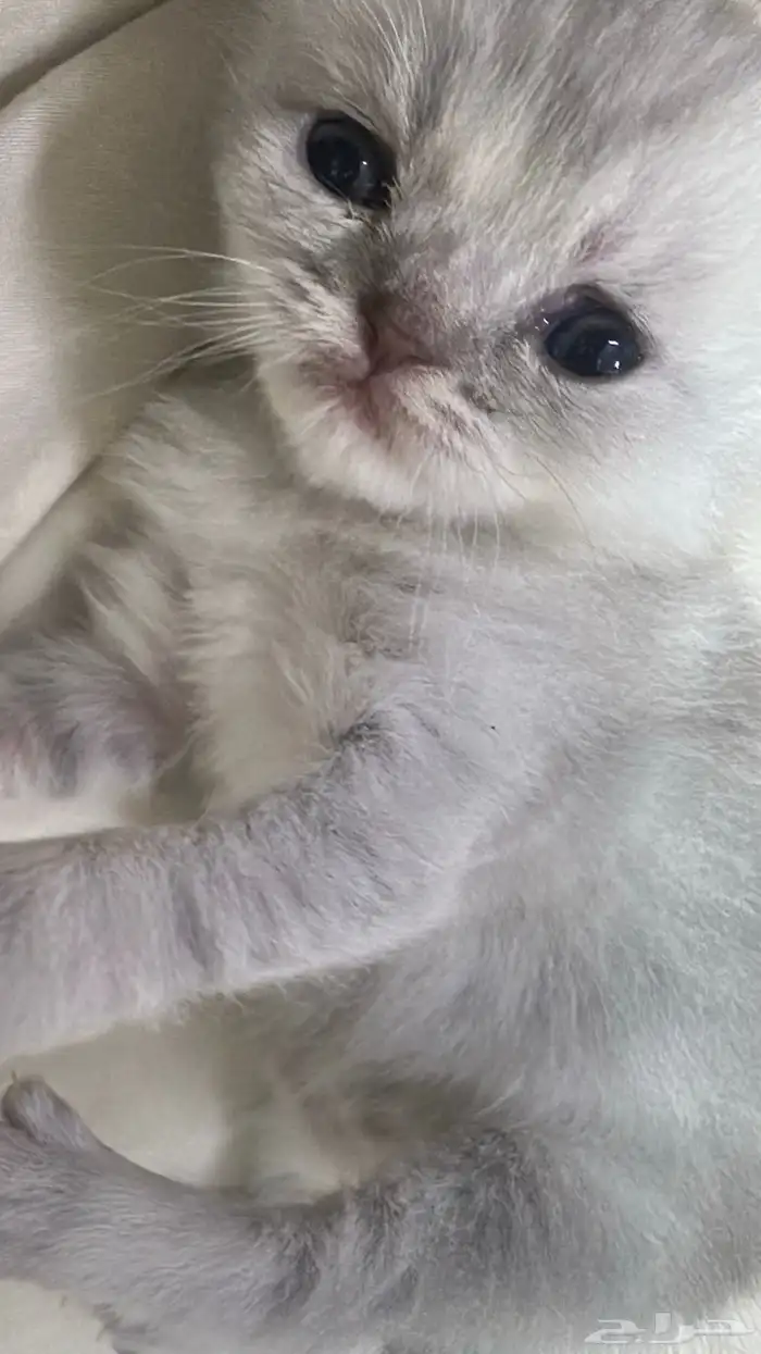 كيتن سكوتش فولد للحجز للبيع 1