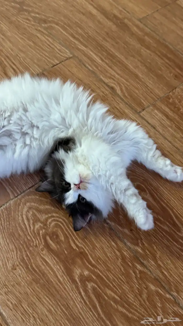 قطة انثى للبيع 2