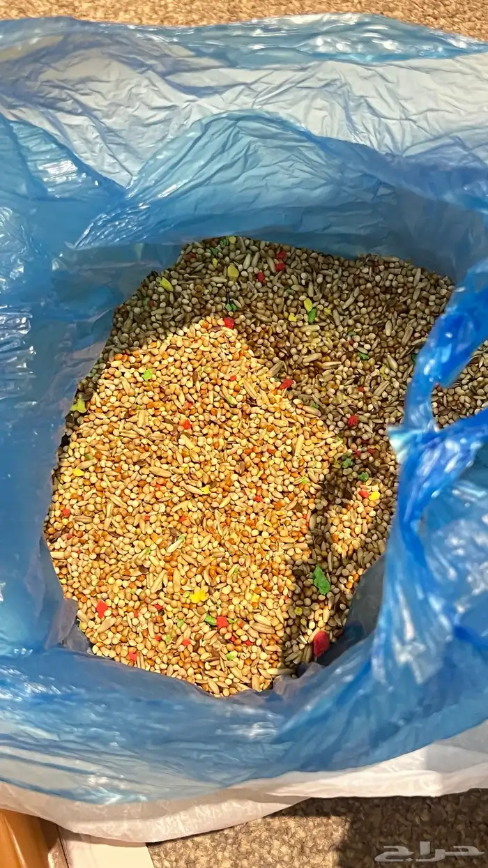 جوز طيور للبيع مع ملحقاتها 4