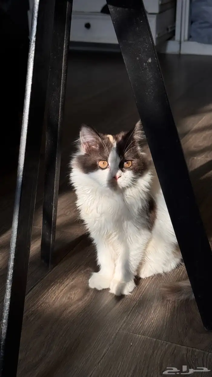 قطة انثى للبيع 6