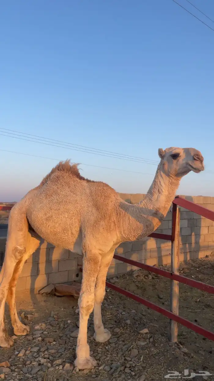 قعود علياني حق 6