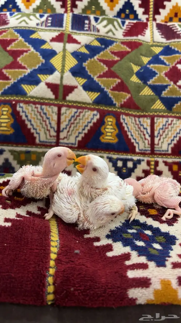 فروخ روز البينو و تصانيف 2