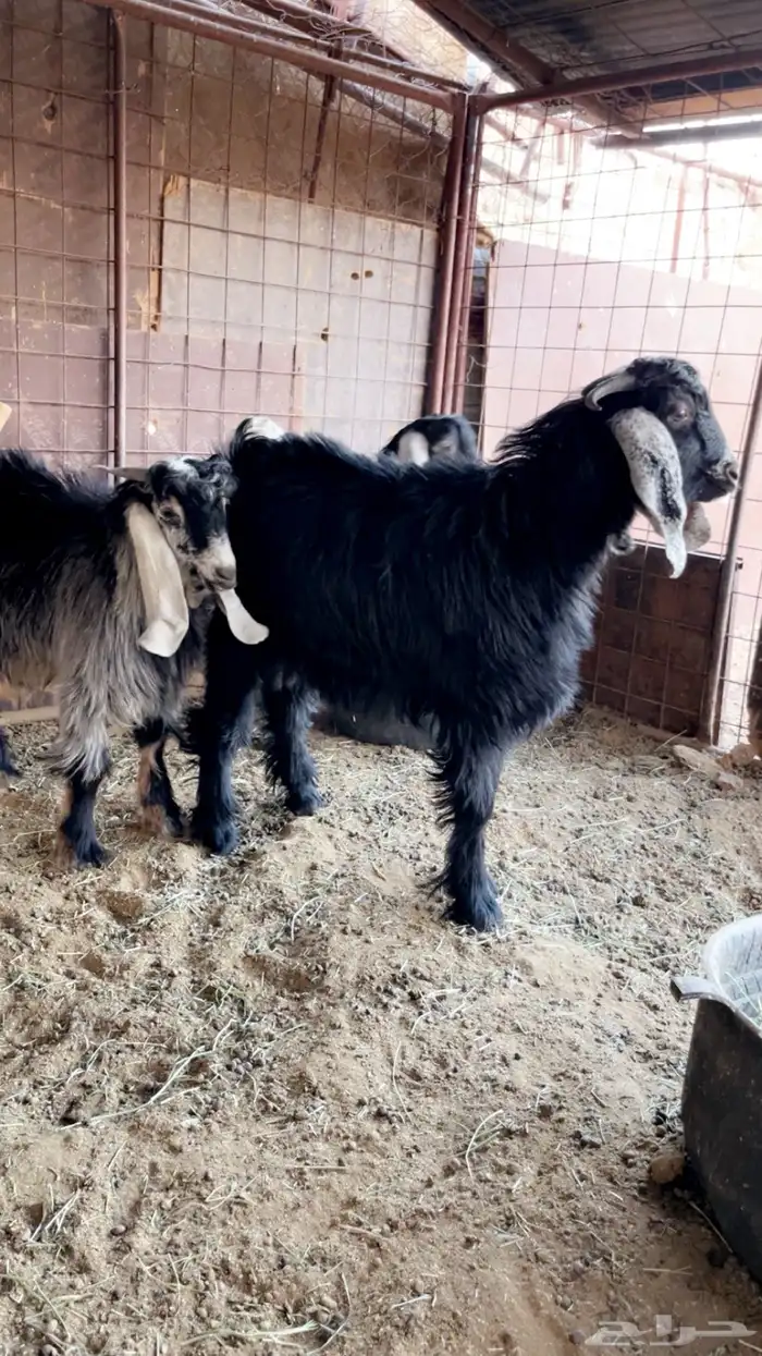 4 تيوس ور خل 1