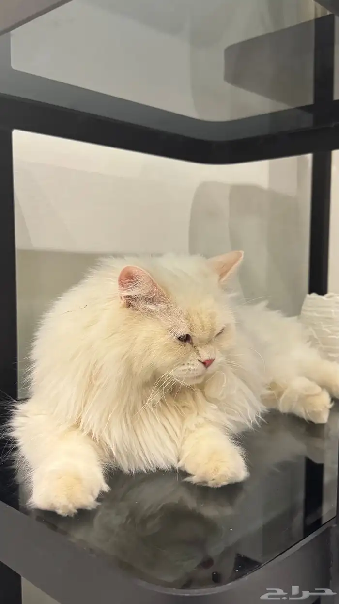 قطوه تبني شيرازيه طالبه تزاوج انثى 3