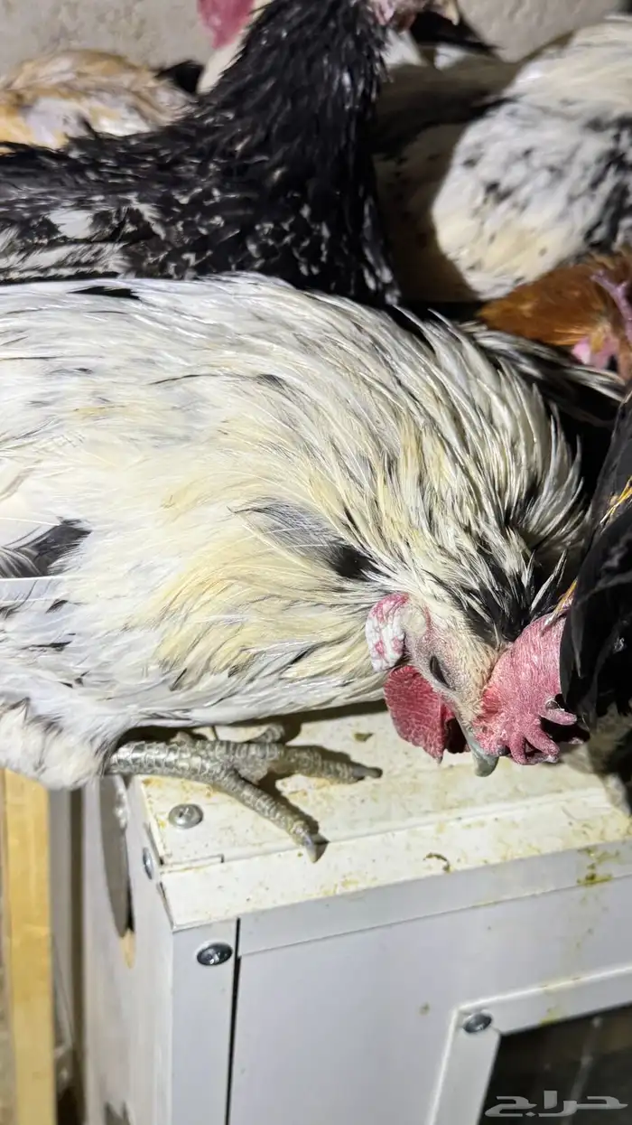 دجاج كويتي حباحب مشكل 80