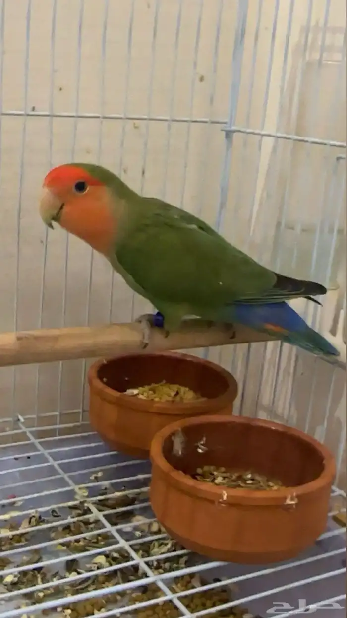 جوز روز منتج 1