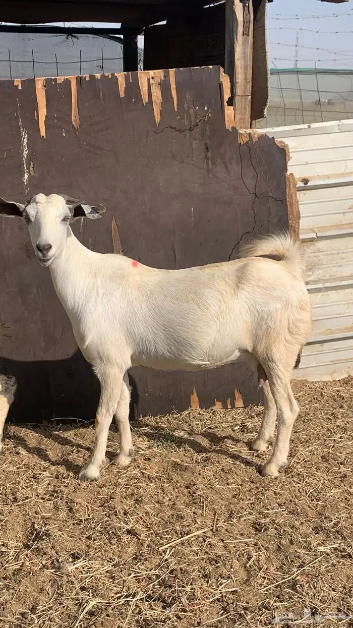 عنز بيشيه على والد 3