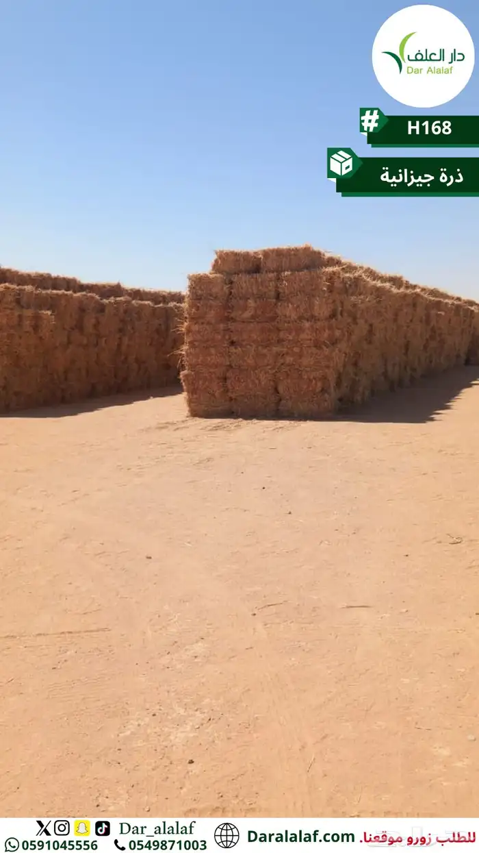 ذرة جيزانية 1