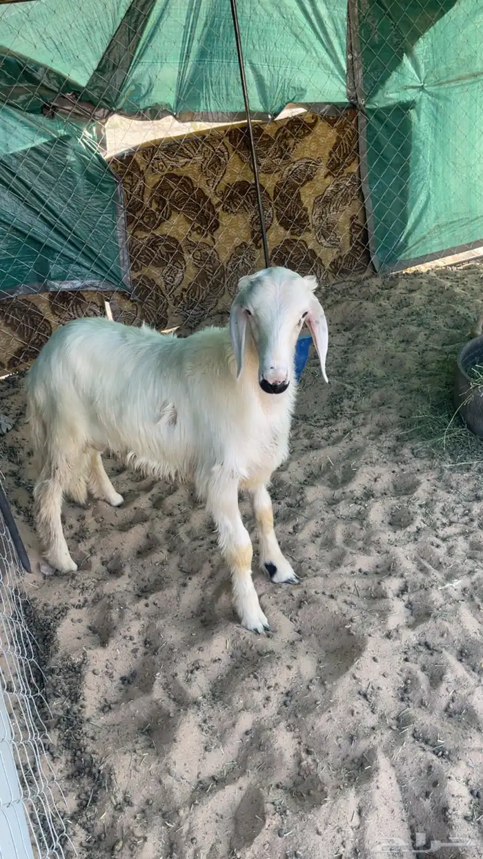 خروف اصفر بلدي فل الفل 3