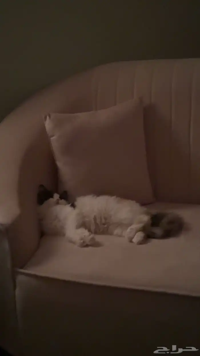 قطة انثى للبيع 4