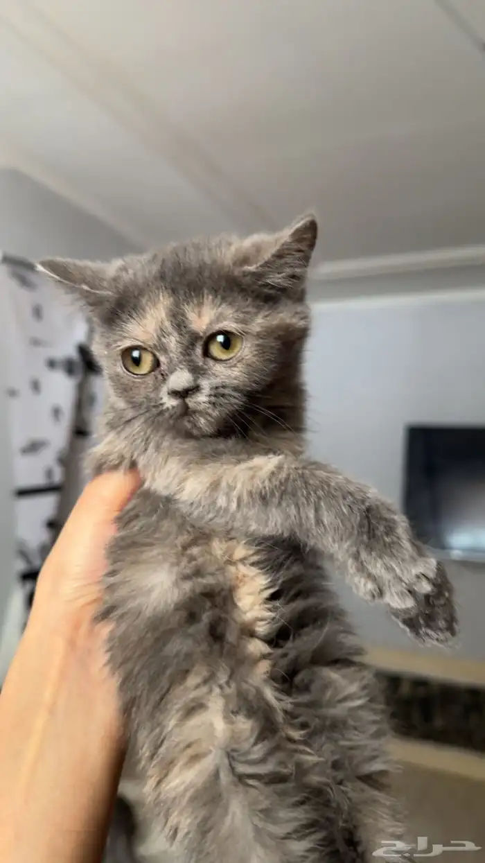 قطط للتبني 5