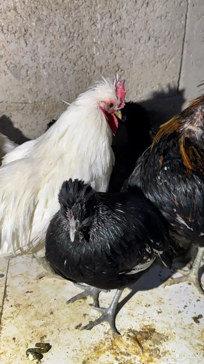 دجاج كويتي حباحب مشكل 92