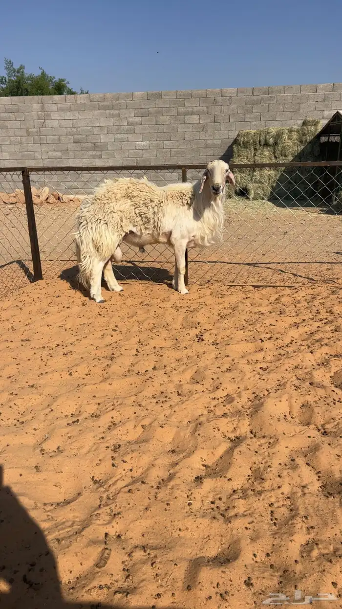 فحل مشروط السن رباع ابرص تواصل واتساب 1