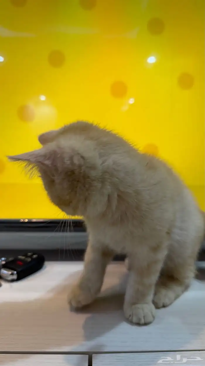 قط شيرازي ذكر 4