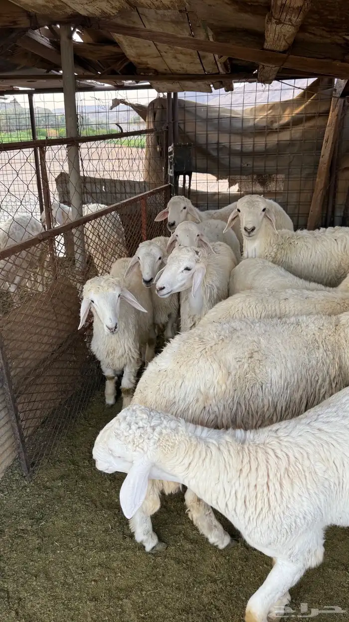 طليان للبيع 2