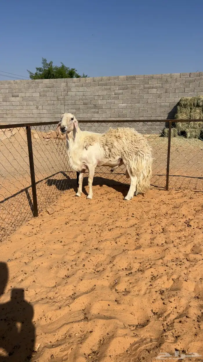 فحل مشروط السن رباع ابرص تواصل واتساب 0