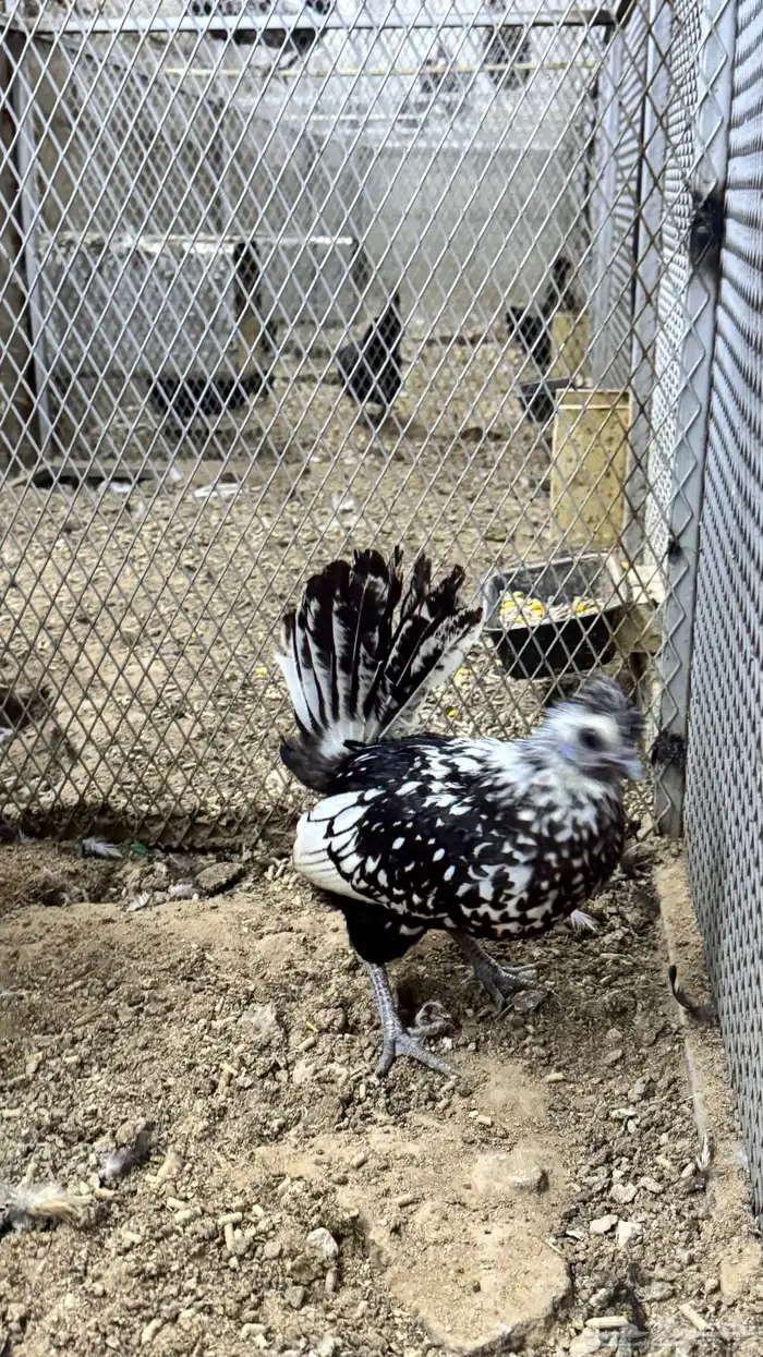 دجاج كويتي حباحب مشكل 17