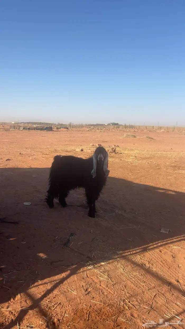 للبيع تيس اجم عارضي 1