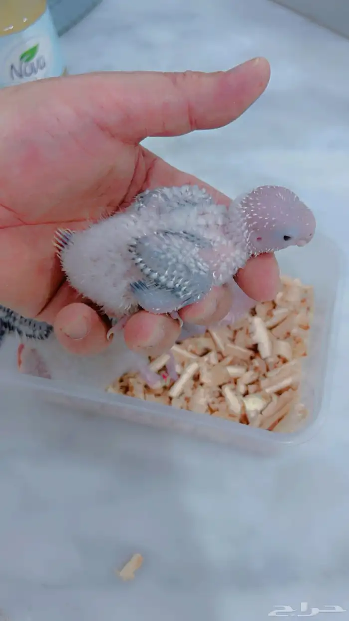 فروخ كنيور يلوسايد واناناس 0