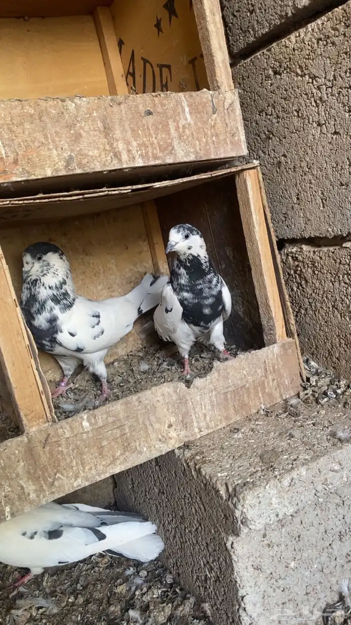 حمام بكستاني 0