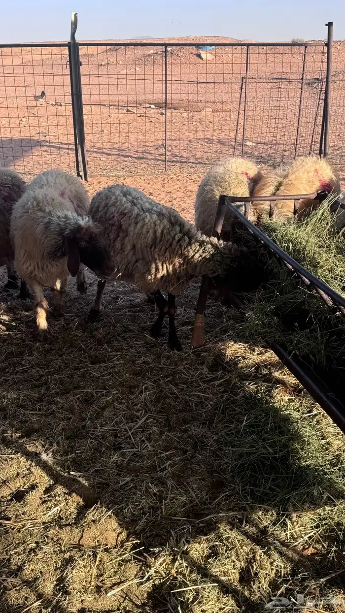 غنم مواليد نعيم 2