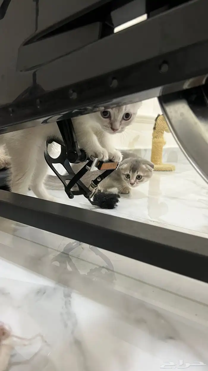 متوفر قطط سكوتش فولد للتبني البيع 2