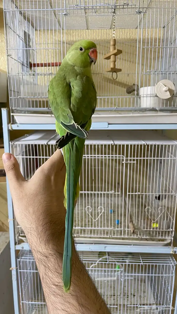 ببغاء دره اليف و متكلم 5