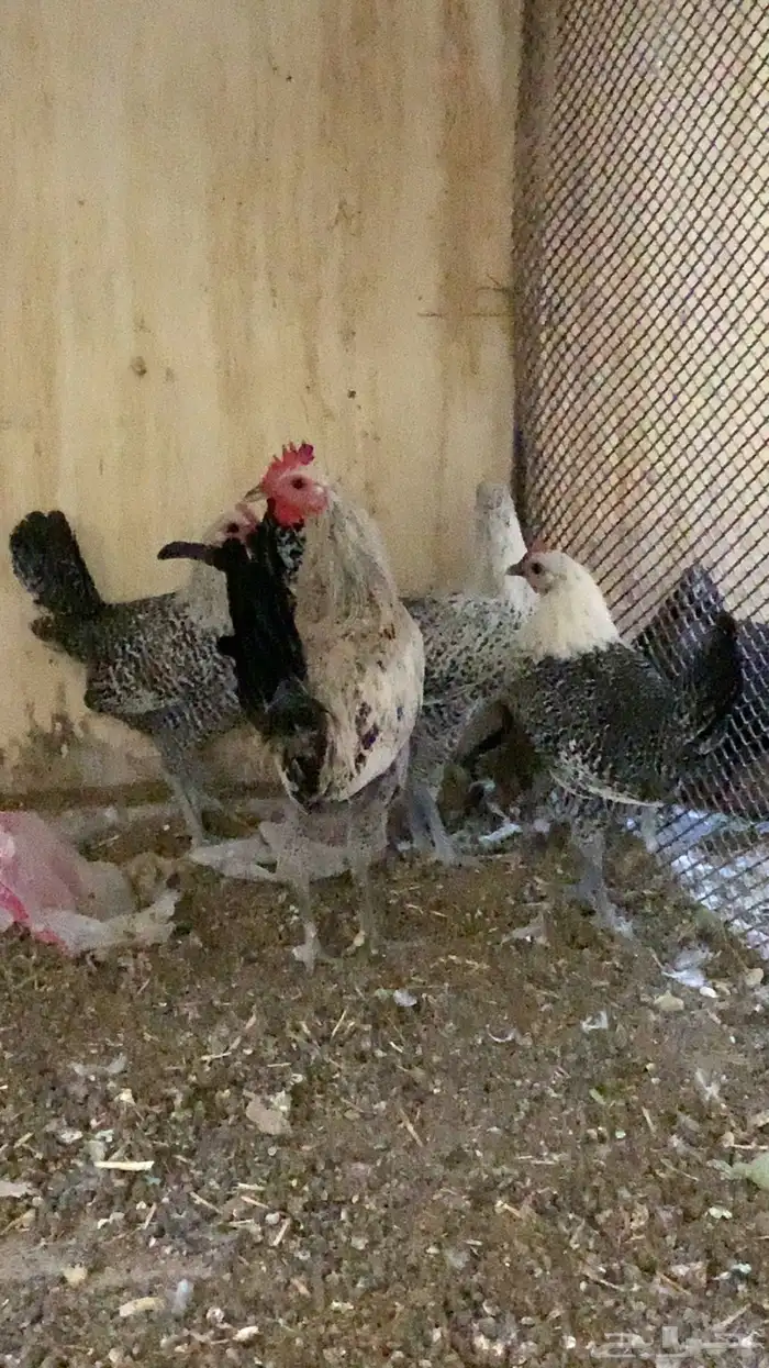 دجاج فيومي 3