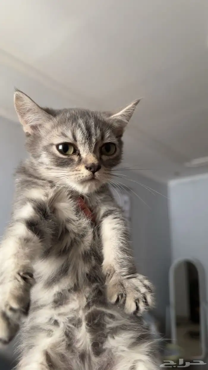 قطط للتبني 7