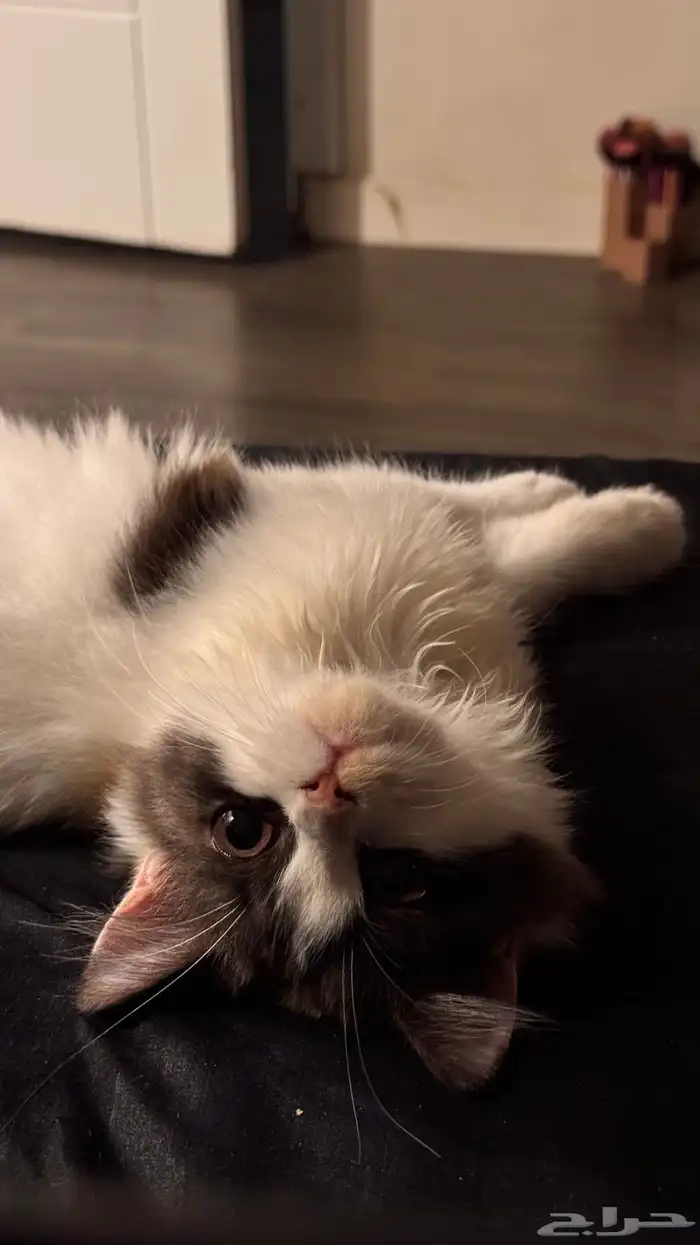 قطة انثى للبيع 11