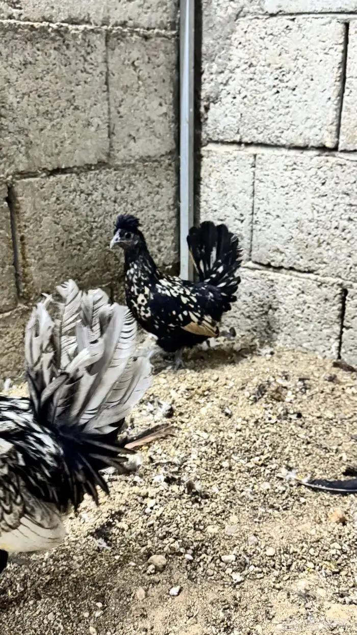 دجاج كويتي حباحب مشكل 64