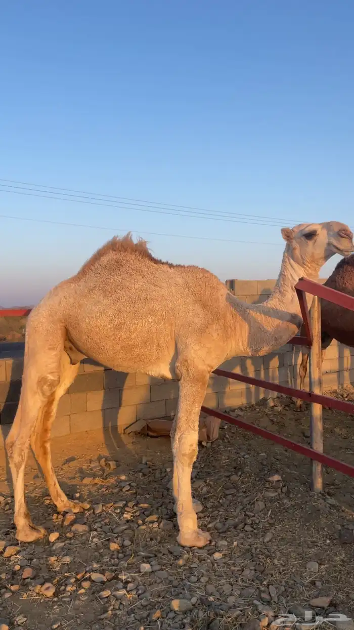 قعود علياني حق 8