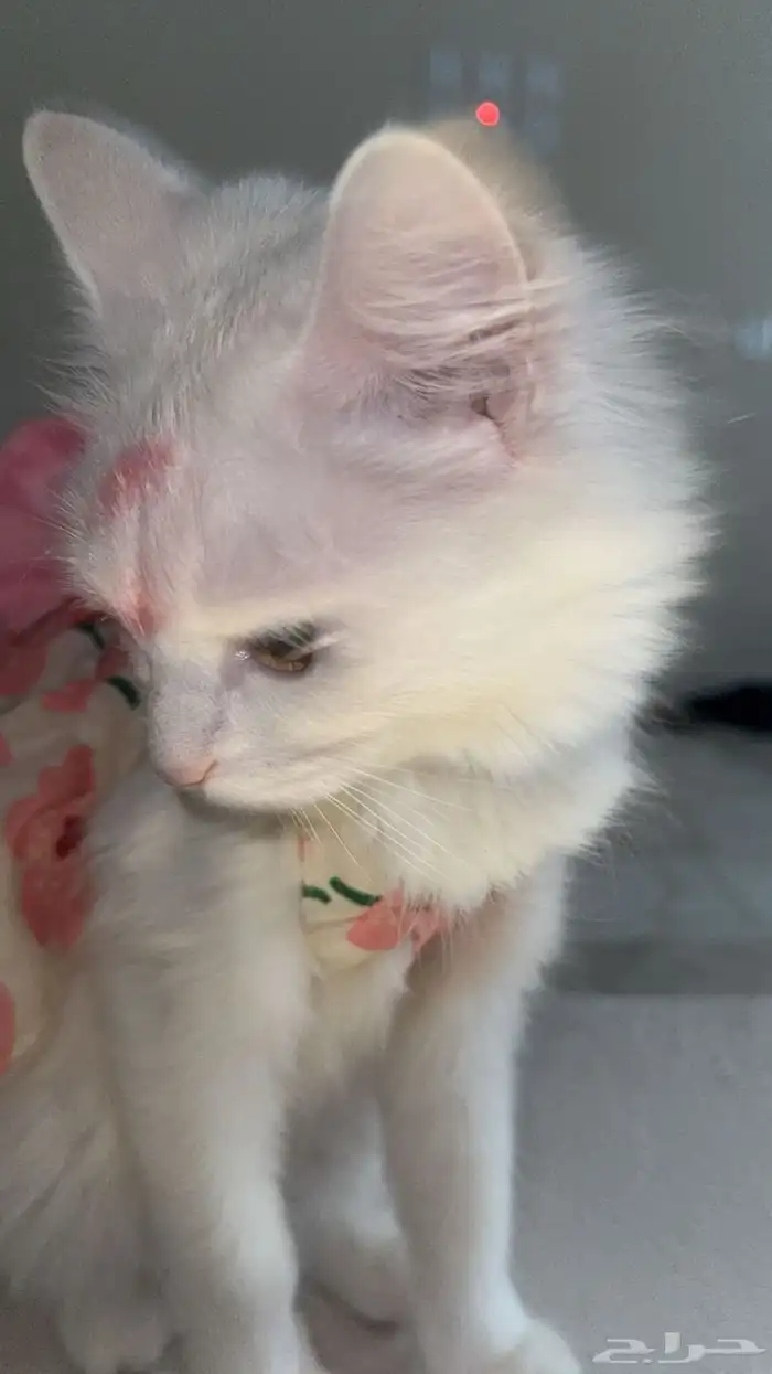 قطط للتبني 1